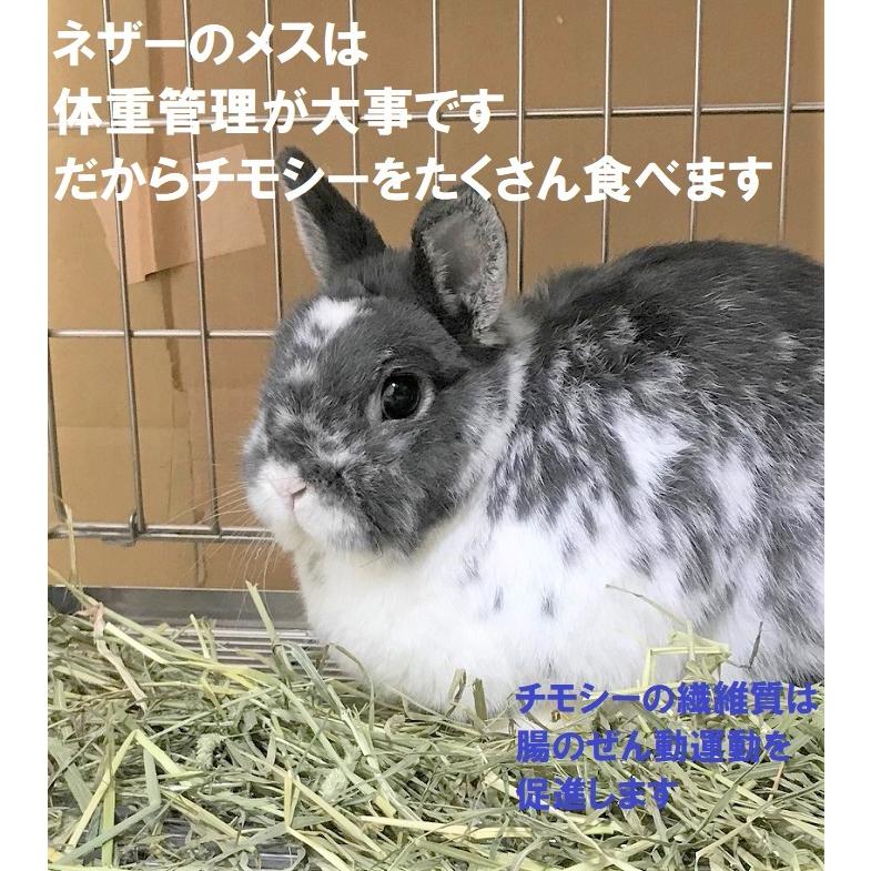 うさぎ 牧草 あったか やわらか牧草800g チモシー２番刈 防寒 寒さ対策 ふわふわ 整腸 毛球予防 繊維質 敷きわら B036 800 うさぎファンクラブ 通販 Yahoo ショッピング