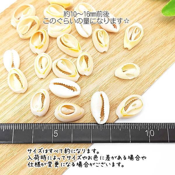 訳アリ カウリ くり抜き シェル パーツ 貝 レジン枠に マリン 約10