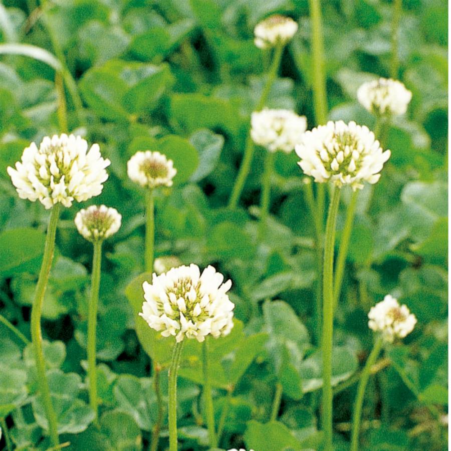 ホワイトクローバー シロツメクサ 福花園種苗 ホワイトクローバーお徳用種子 1L : 9000000126053 : うさマートYahoo!ショッピング店 - 通販 - Yahoo!ショッピング ホワイトクローバー シロツメクサ 福花園種苗 ホワイトクローバーお徳用種子 1L : 9000000126053 : うさマートYahoo!ショッピング店 - 通販 - Yahoo!ショッピング