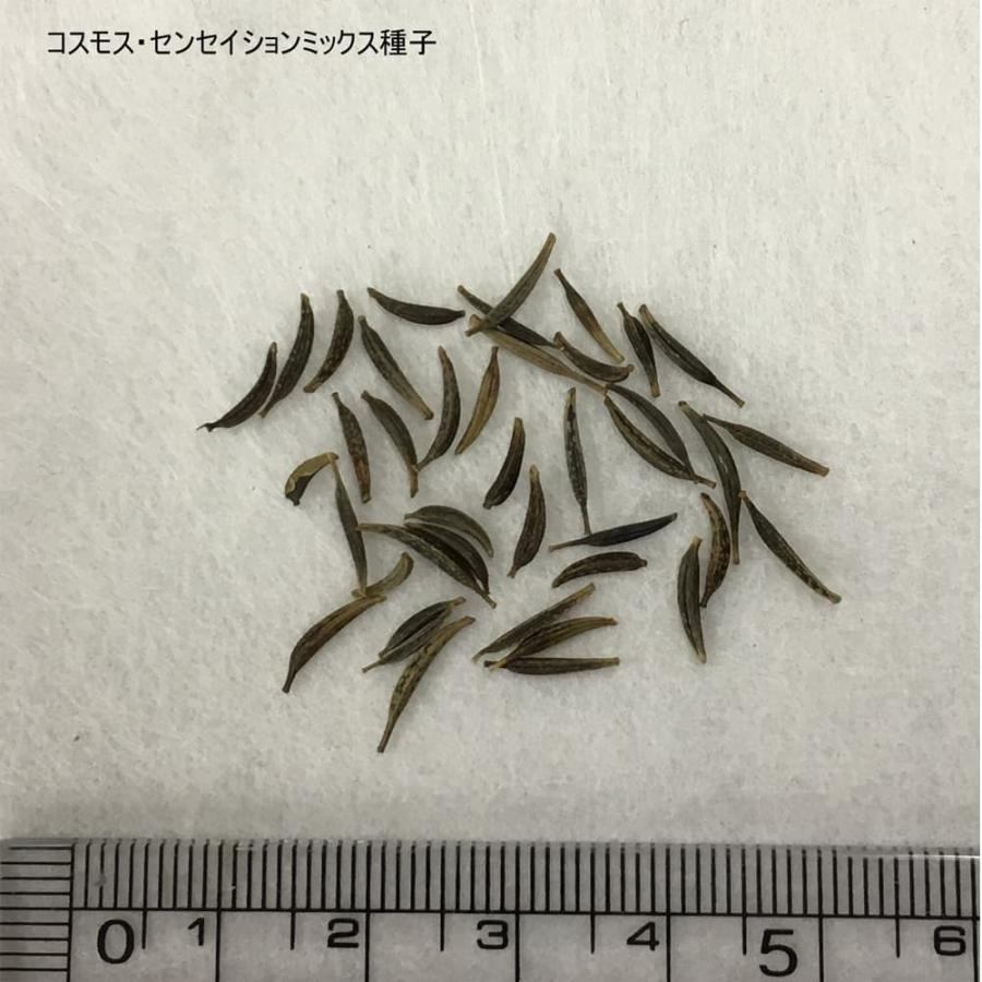 コスモス 緑肥 福花園種苗 コスモス種子（景観用センセイションMix）1L
