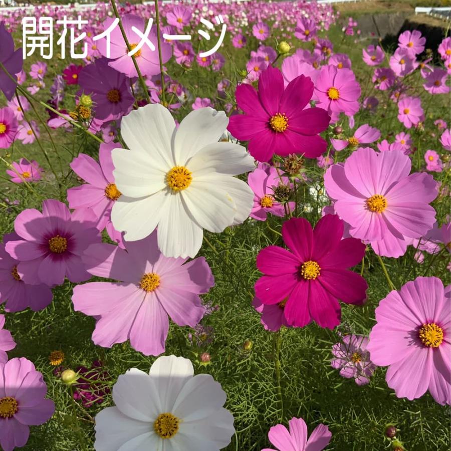 コスモス 緑肥 福花園種苗 コスモス種子（景観用センセイションMix