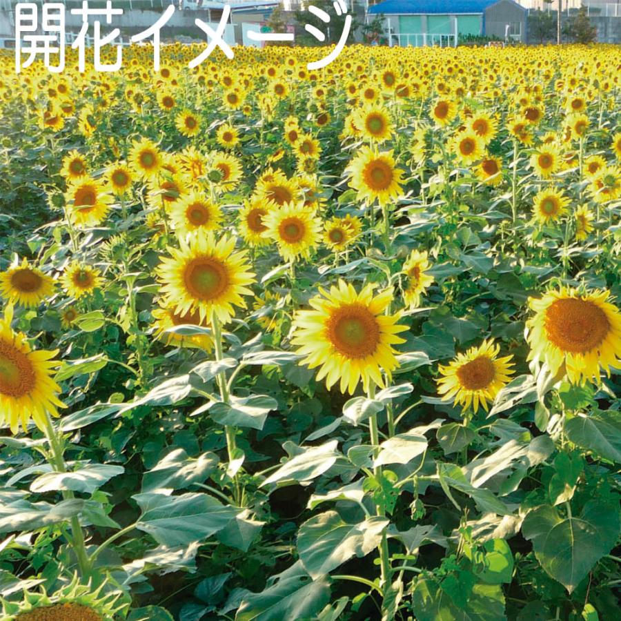 ひまわり Amazon | サカタのタネ 実咲花5627 ひまわり ビンセント クリア