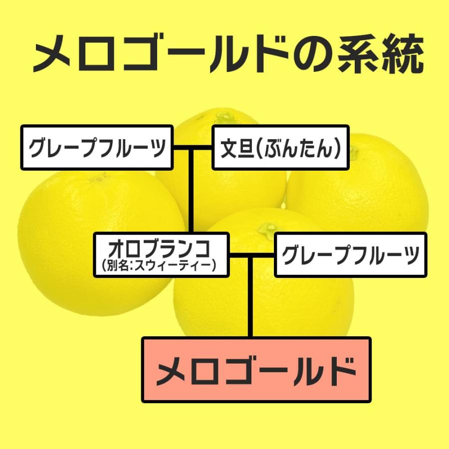 黄金の果実 木熟メロゴールド あふれる果汁 感動の柑橘 アメリカ 黄金の果実 木熟メロゴールド あふれる果汁 感動の柑橘 アメリカ