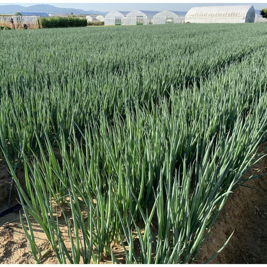 秋田農園 山城のねぎ 1kg ねぎ ネギ 葱 長ネギ 京都産 京野菜 お味噌汁