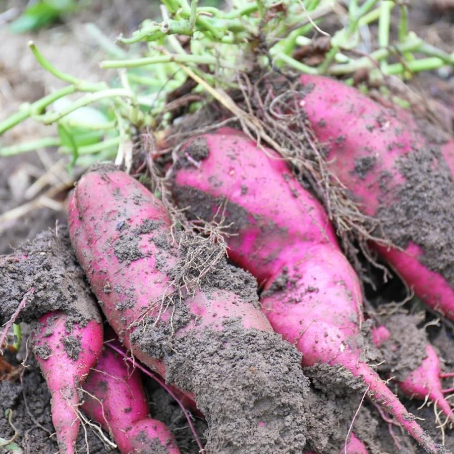 さつまいも 5kg 紅はるか 茨城県産 18〜22本前後 Mサイズ 甘い DX