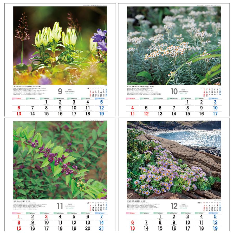 トーダン 2026年 カレンダー 壁掛け 日本の山野草 花・植物 TD-818