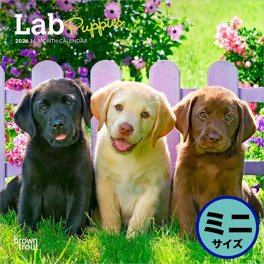 ブラウントラウト 2026年 子犬のラブラドール・レトリバー 壁掛けミニ