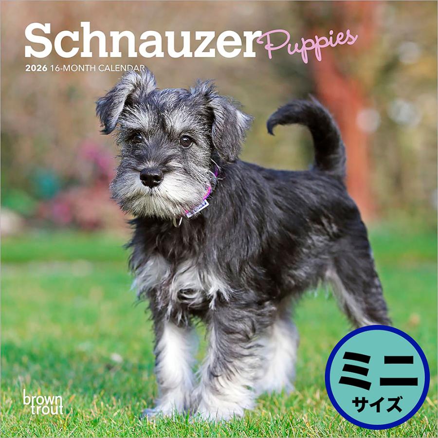 ブラウントラウト 2026年 子犬のシュナウザー 壁掛けミニカレンダー