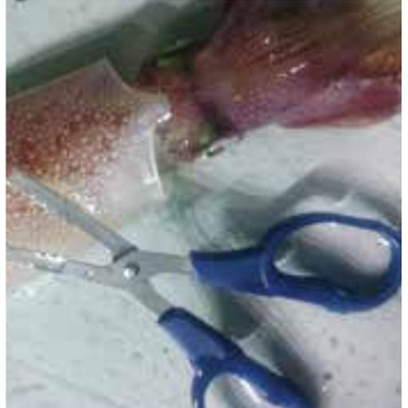 イカ締めシザーズ No Mp 024 釣り フィッシング 釣具 神経締め エギング ハサミ キャップ付き 磯釣り ショア 落とし込み 堤防 ベルモント H 送料無料 メール便 1509 プラスワイズスポーツアウトドア店 通販 Yahoo ショッピング