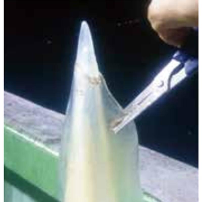 イカ締めシザーズ No Mp 024 釣り フィッシング 釣具 神経締め エギング ハサミ キャップ付き 磯釣り ショア 落とし込み 堤防 ベルモント H 送料無料 メール便 1509 プラスワイズスポーツアウトドア店 通販 Yahoo ショッピング