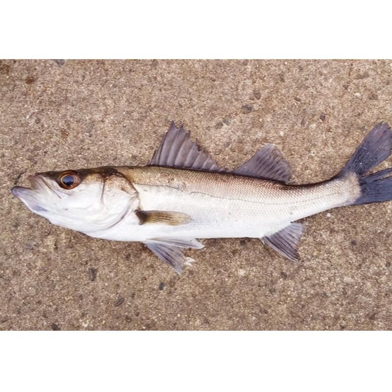 ステンロング竿立 カップ付 No Ms 081 竿立 竿立て 釣り フィッシング 釣具 磯釣り サーフ ショア ぶっこみ Belmont ベルモント H 送料無料 1564 プラスワイズスポーツアウトドア店 通販 Yahoo ショッピング