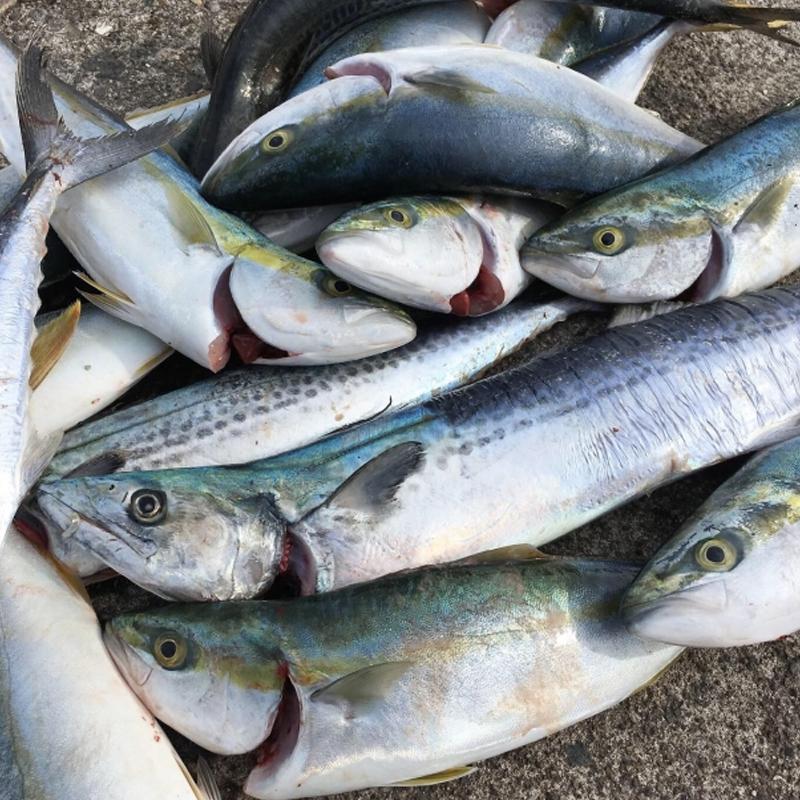 手鈎 オールステンレス シーフック 丸座付 450mm 16145 ギャフ 釣具 フィッシング 釣り 魚 カゴ 引っ掛け フック 堤防 ヒシカネカ 三冨D_5
