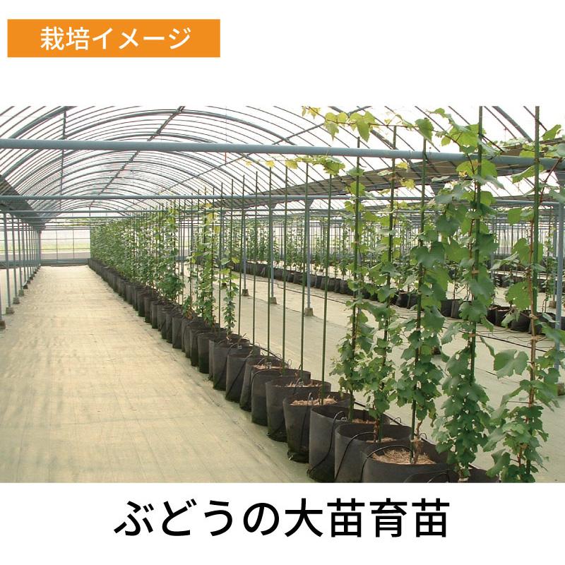 ルートラップ ポット 30A 10枚 直径 57cm × 高さ 40cm 容量 100L 不織布 ポット ルートラップポット 根域制限 防根 遮根 透水 果樹栽培 ハセガワ工業 代引不可 |  | 08