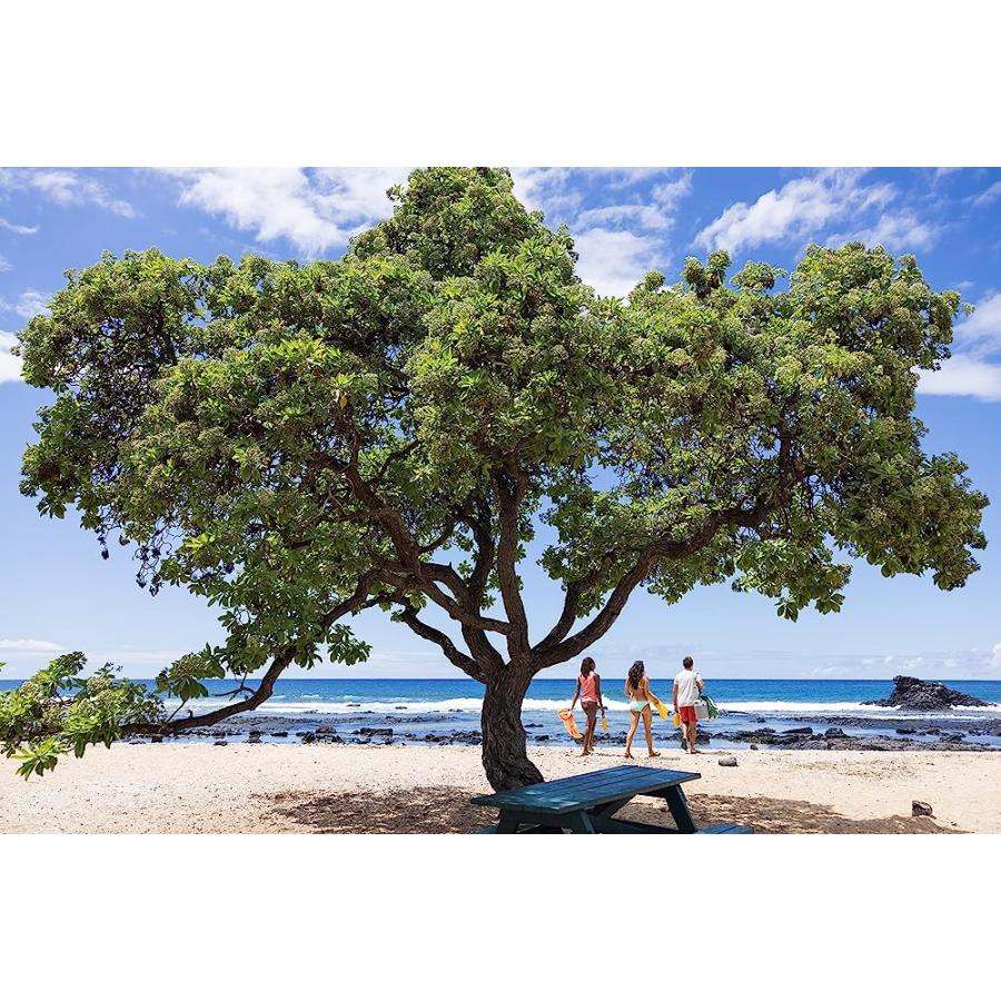 HYDRO FLASK STANDARD MOUTH BOTTLE WITH FLEX CAP | HYDRO FLASK | 04