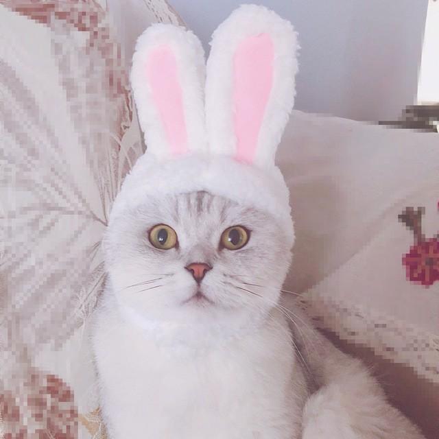 猫帽子 猫コスプレ 白うさぎに大変身 ヘアバンド ペット用帽子 ねこのかぶりもの 耳付き 着脱簡単 マジックテープ付き 可愛い 散歩 旅行 写真 Dllpet08 Dulala 通販 Yahoo ショッピング