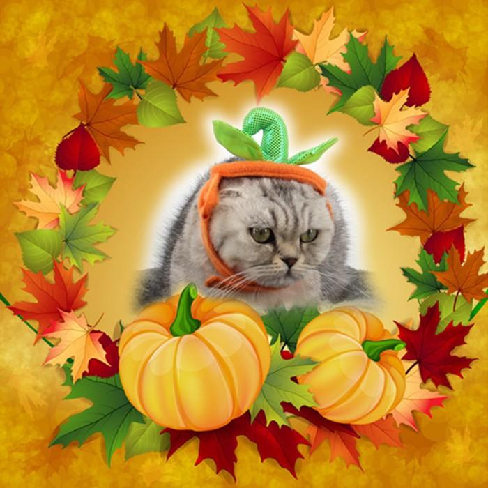 ペット用 カボチャ帽子 コスプレキャップ ハロウィン コスチューム 犬 猫 パーティー ハロウィン コスプレ アクセサリー Hdll68 Dulala 通販 Yahoo ショッピング