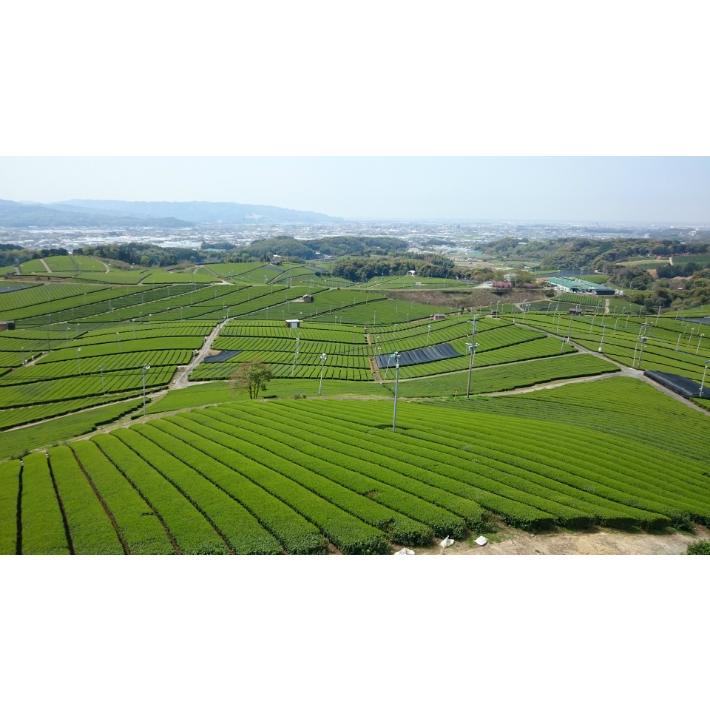 2022年新茶】八女玉露 日本茶 緑茶 茶葉 玉露 お手軽玉露100g 深蒸し茶 :cha022:福岡の八女茶 牛島製茶 - 通販 - Yahoo!ショッピング 2022年新茶】八女玉露 日本茶 緑茶 茶葉 玉露 お手軽玉露100g 深蒸し茶 :cha022:福岡の八女茶 牛島製茶 - 通販 - Yahoo!ショッピング