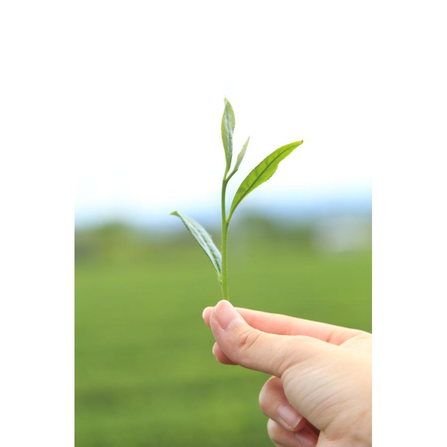 牛島製茶 【2024年新茶】【一か月を目途にお一人様2缶まで】抹茶 牛島製茶 【2024年新茶】【一か月を目途にお一人様2缶まで】抹茶