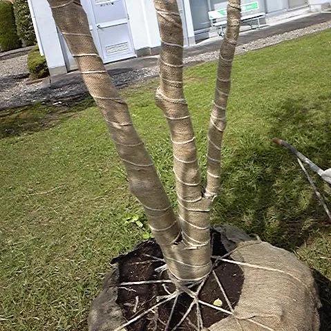 麻 根巻きテープ 幅100cm 長さ20m 1本 根巻き 麻布 ガーデニング 緑化資材 根巻きロール : 臼井農畜産Yahoo!店 - 通販 ...