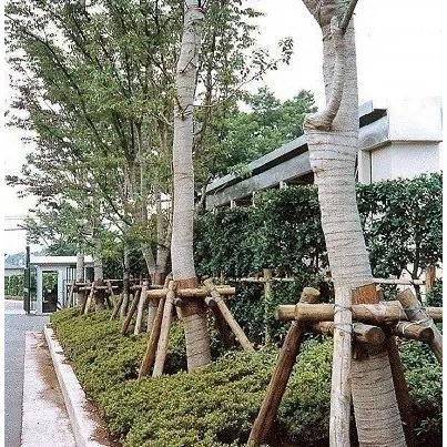 麻 根巻きテープ 幅100cm 長さ20m 1本 根巻き 麻布 ガーデニング 緑化資材 根巻きロール : 臼井農畜産Yahoo!店 - 通販 ...