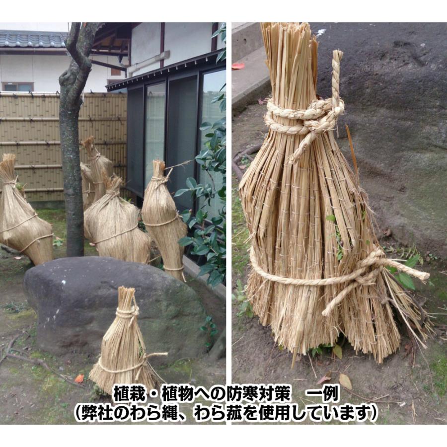 わら菰（約105cm×約180cm）こも巻 根巻 幹巻  菰 コモ むしろ こもむしろ 冬囲い｜usuinochikusan｜03