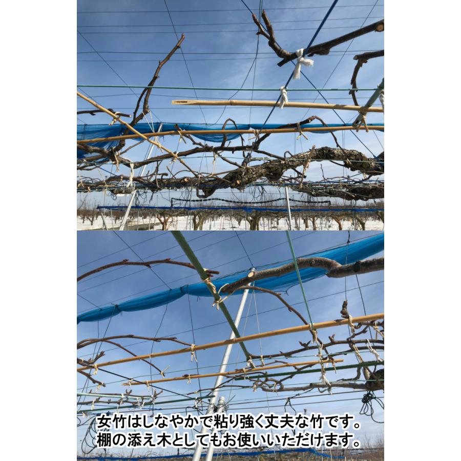 女竹 150cm 1000本 篠竹 天然竹 竹支柱 測量用 測量用品 目印 農業用 