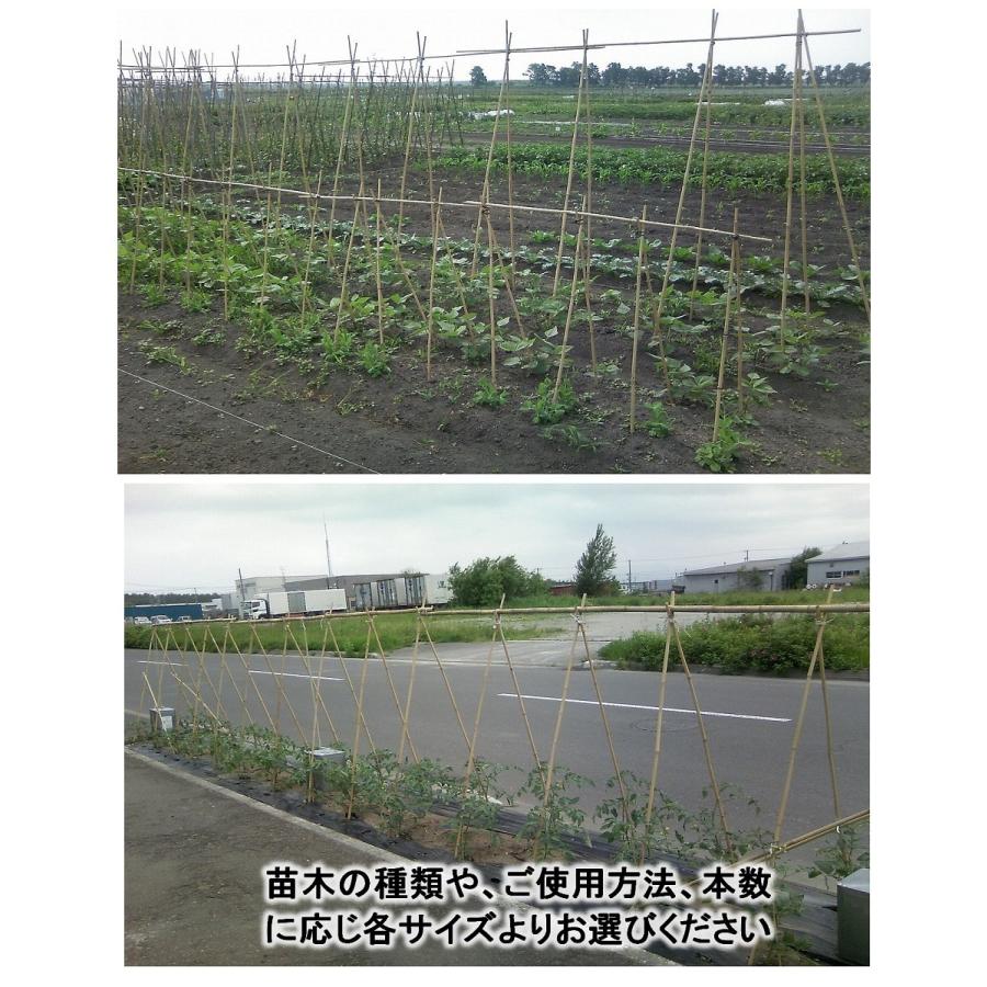 女竹 180cm 100本 篠竹 天然竹 竹支柱 測量用 測量用品 目印 農業用