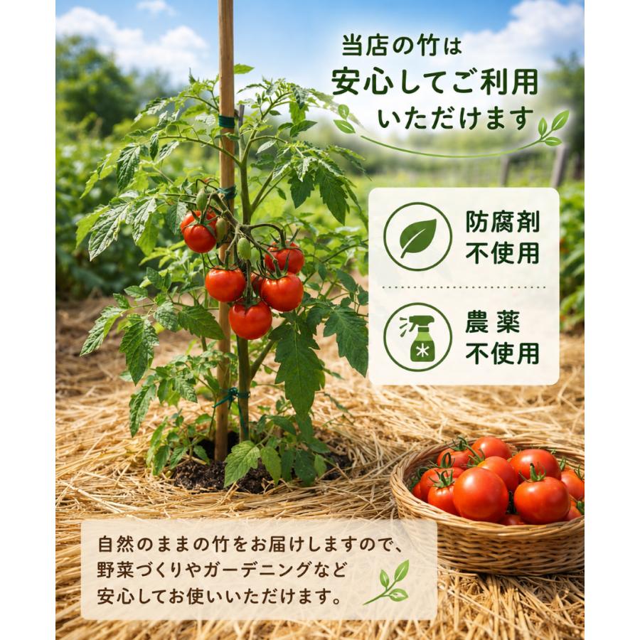 女竹　35本セット 女竹 210cm 50本 篠竹 天然竹 竹支柱 添え木 園芸用 農業用 定植時支柱