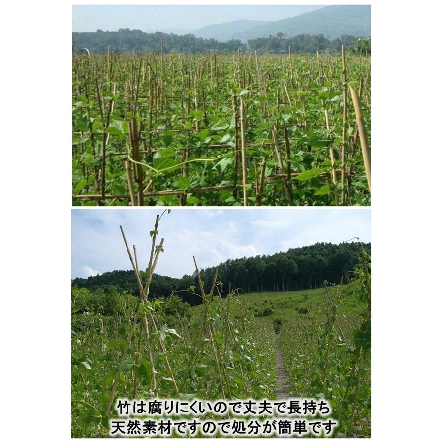 女竹　篠竹　5本セット 女竹 210cm 5本 篠竹 天然竹 竹支柱 添え木 園芸用 農業用 定植