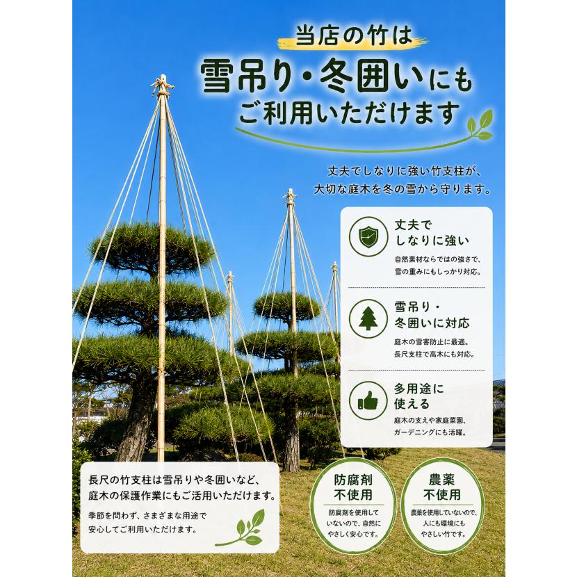 女竹 240cm 100本 篠竹 天然竹 しの竹 建築用 建築資材 造園用 雪吊