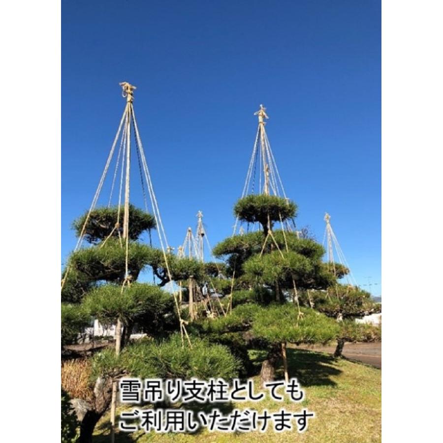 女竹 300cm 5本（細） 篠竹 天然竹 竹支柱 添え木 園芸用 農業用 定植