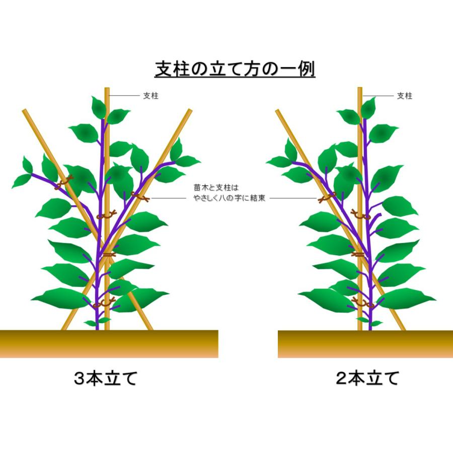 女竹　篠竹 女竹 60cm 20本 篠竹 竹支柱 天然竹 測量用 測量用品 目印 農業用 業務