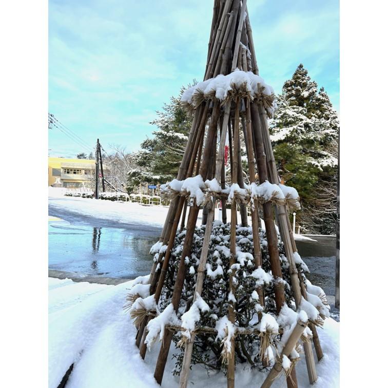 白竹（晒竹）1m 10本 天然竹 竹 支柱 雪吊り 雪囲い 添え木 農業用