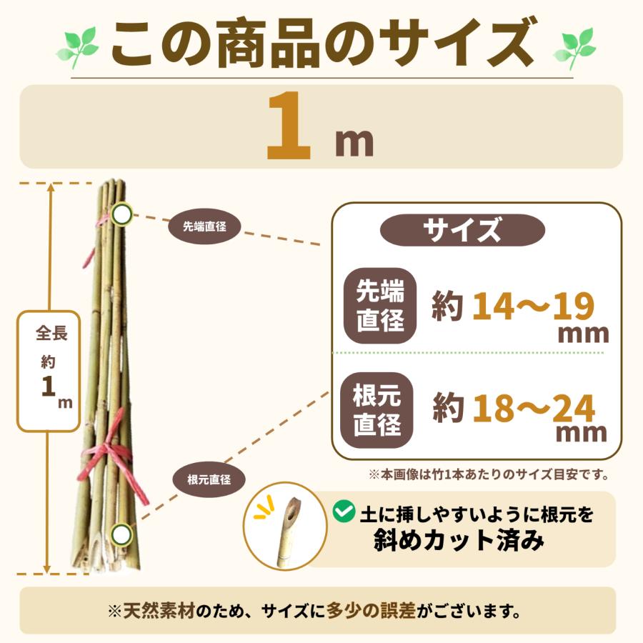 白竹（晒竹）1m 50本 天然竹 竹 支柱 雪吊り 雪囲い 添え木 農業用