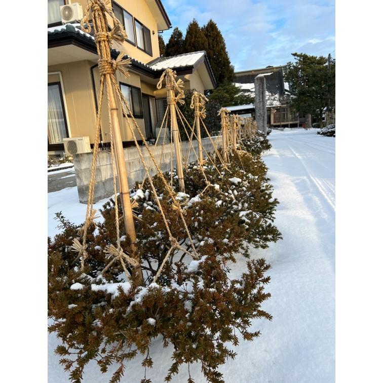 白竹（晒竹）2.5m 20本 天然竹 竹 支柱 雪吊り 雪囲い 添え木 農業用