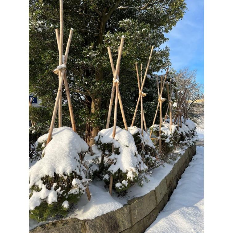 白竹（晒竹）2.5m 20本 天然竹 竹 支柱 雪吊り 雪囲い 添え木 農業用