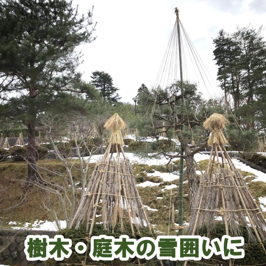 白竹（晒竹）3m 10本 天然竹 竹 支柱 雪吊り 雪囲い 添え木 農業用