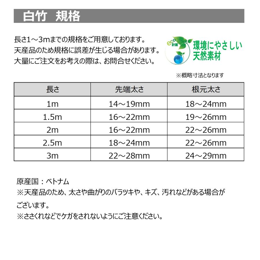 白竹（晒竹）3m 10本 天然竹 竹 支柱 雪吊り 雪囲い 添え木 農業用