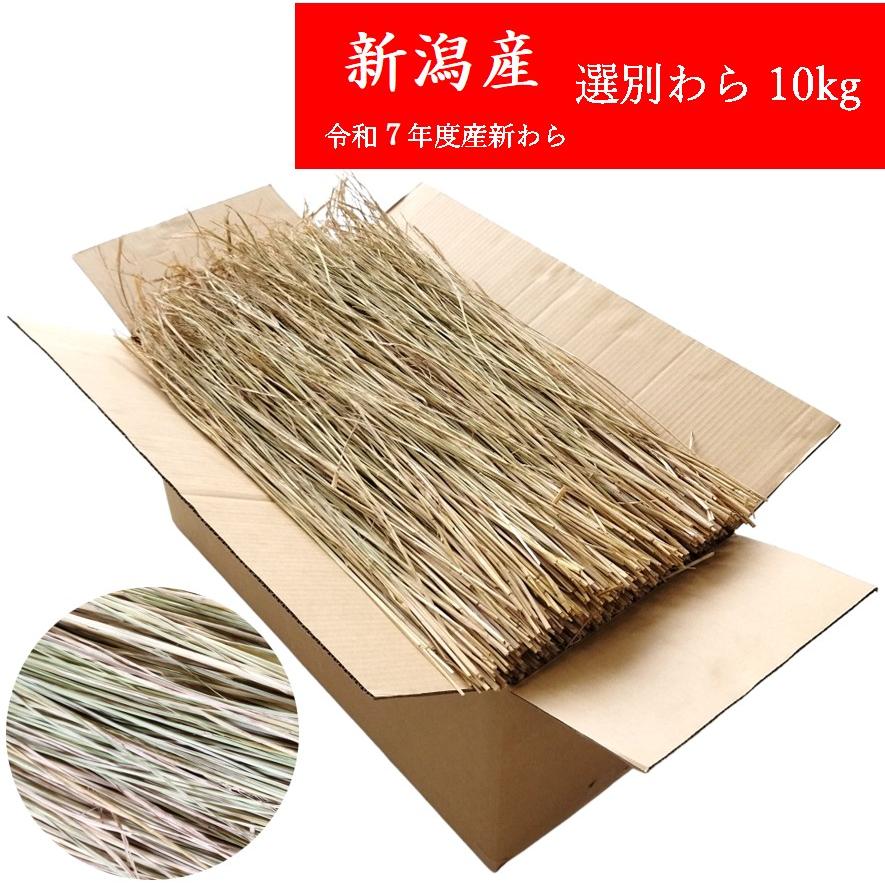 選別わら 約80cm 10kg 新潟産 令和7年度産 稲わら 鰹の藁焼き 農業