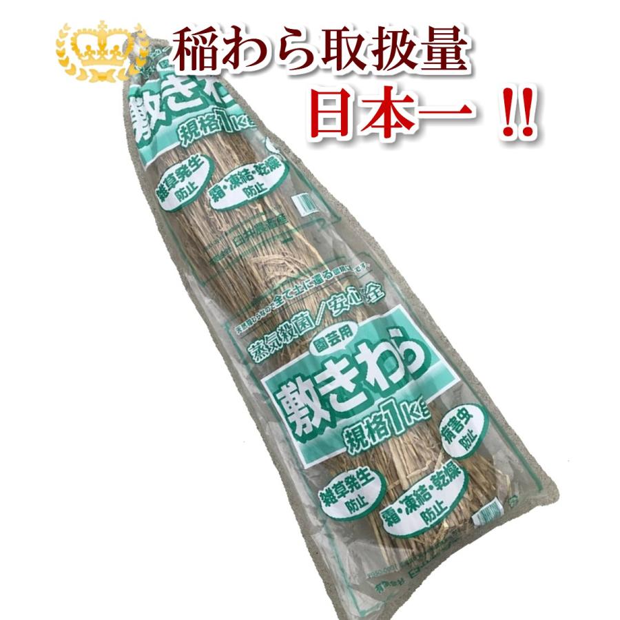 毎日激安特売で 営業中です わら 長わら 稲わら 約1kg 敷きわら 園芸用 天然のマルチング 家庭菜園
