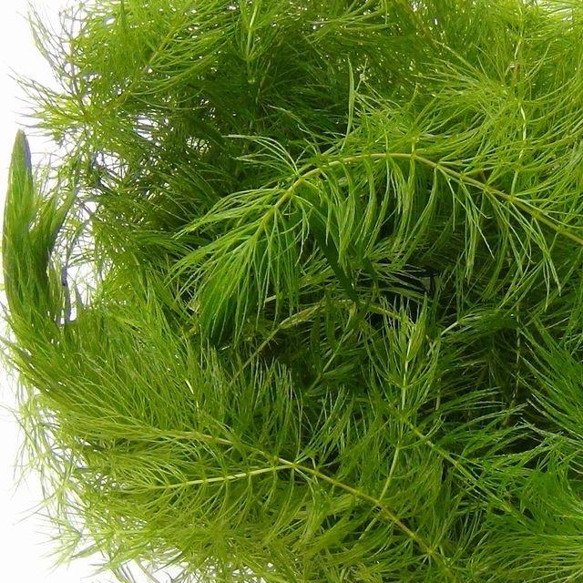 無農薬 国産マツモ(金魚藻) 約10cm×5本 : うたかた本舗 - 通販 - Yahoo