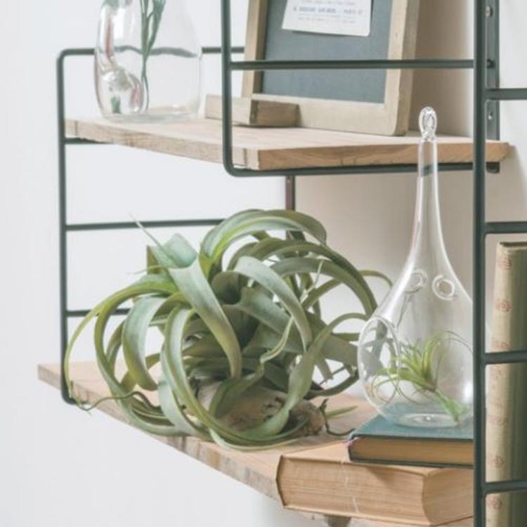 フェイクグリーン 人工観葉植物 キセログラフィカ L インテリア 造花 観葉植物 デコレーション モダンリビング ナチュラル 緑のある暮らし ディスプレイ 浴衣通販 Utatane 通販 Yahoo ショッピング