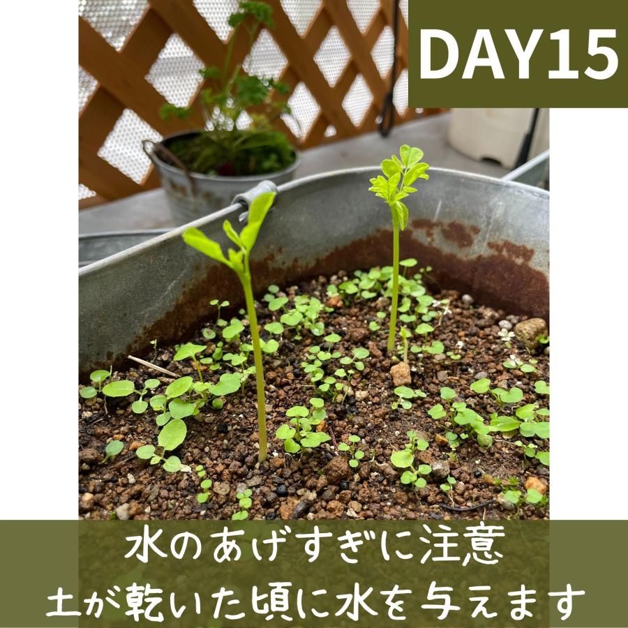 モリンガ 種 10g 約50粒 在来種 無農薬 無肥料 ハーブ 浄化 苗