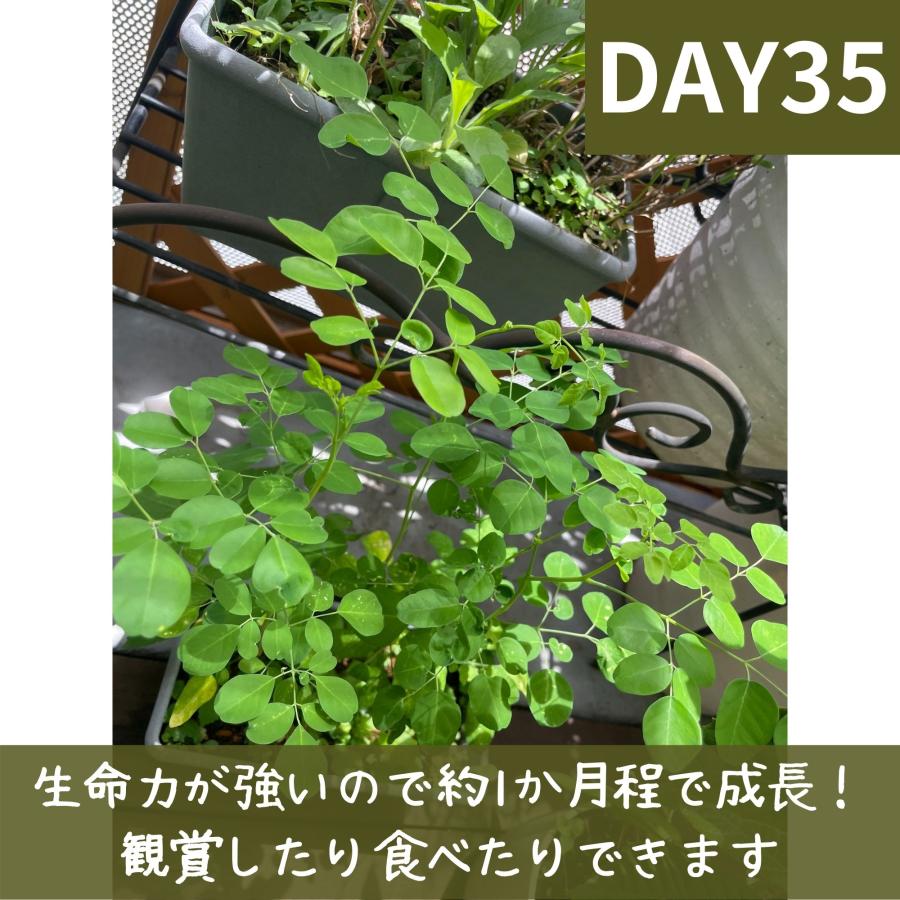 モリンガ 種　約50粒　在来種　無農薬　無肥料　ハーブ　浄化　苗　フィリピン産　栽培用　観賞用　二酸化炭素の吸収　野菜　UTUKUSI うつくし｜utukusi｜13