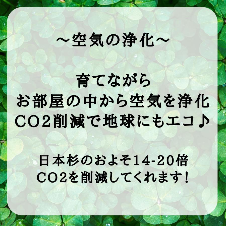 モリンガ 種 10g 約50粒 在来種 固定種 無農薬 苗 家庭菜園 ガーデニング 観葉植物 CO2吸収 ハーブ 送料無料 UTUKUSI | ブランド登録なし | 14