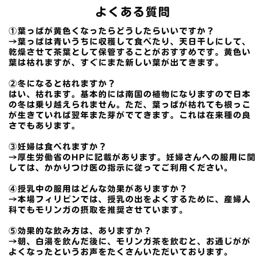 モリンガ 種　約50粒　在来種　無農薬　無肥料　ハーブ　浄化　苗　フィリピン産　栽培用　観賞用　二酸化炭素の吸収　野菜　UTUKUSI うつくし｜utukusi｜19