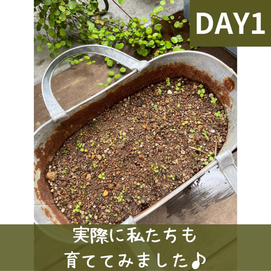 モリンガ 種 10g 約50粒 在来種 固定種 無農薬 苗 家庭菜園