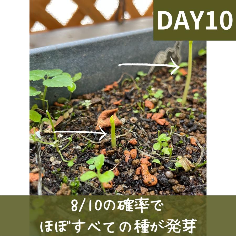 モリンガ 種　10g×3袋　約150粒　在来種　無農薬　無肥料　ハーブ　浄化　苗　フィリピン産　栽培用　観賞用　二酸化炭素の吸収　野菜　UTUKUSI うつくし |  | 10