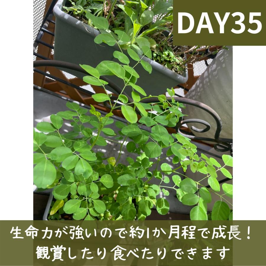 モリンガ 種　10g×3袋　約150粒　在来種　無農薬　無肥料　ハーブ　浄化　苗　フィリピン産　栽培用　観賞用　二酸化炭素の吸収　野菜　UTUKUSI うつくし |  | 12