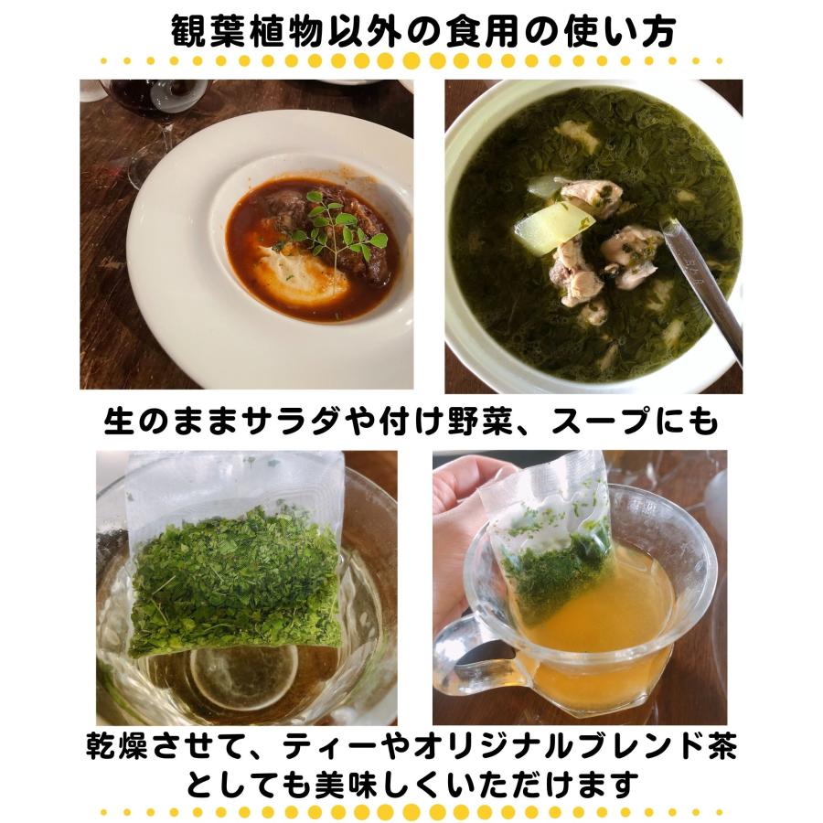 モリンガ 種　10g×3袋　約150粒　在来種　無農薬　無肥料　ハーブ　浄化　苗　フィリピン産　栽培用　観賞用　二酸化炭素の吸収　野菜　UTUKUSI うつくし |  | 13